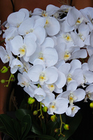 obfity storczyk Verbena w białej donicy, wys.80cm