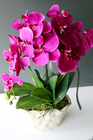 storczyk Fuksja Deco Patra w ceramicznej "pogniecionej" donicy, wys.55cm