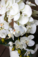 bardzo duży storczyk White Grande w donicy, wys.120cm