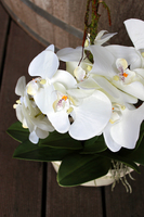 storczyk Renato w rustykalnej donicy w kolorze ecru, wys. ok. 50cm