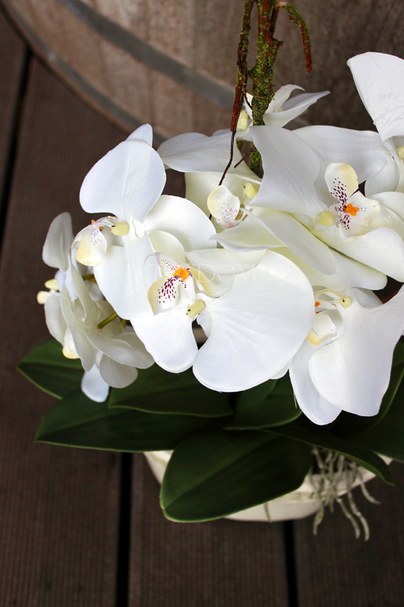 storczyk Renato w rustykalnej donicy w kolorze ecru, wys. ok. 50cm