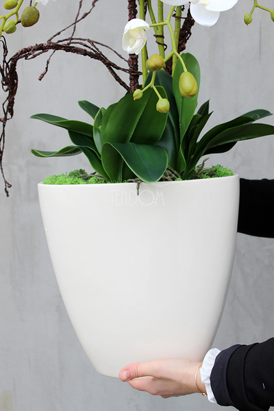 Exclusive Italy duży storczyk w eleganckiej donicy wys.87cm