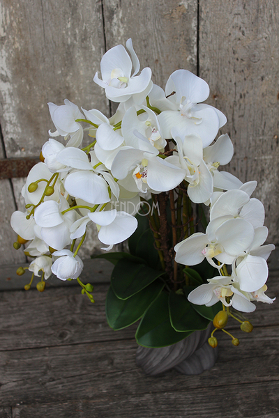 storczyk Fala w szarej donicy, wys.58cm 