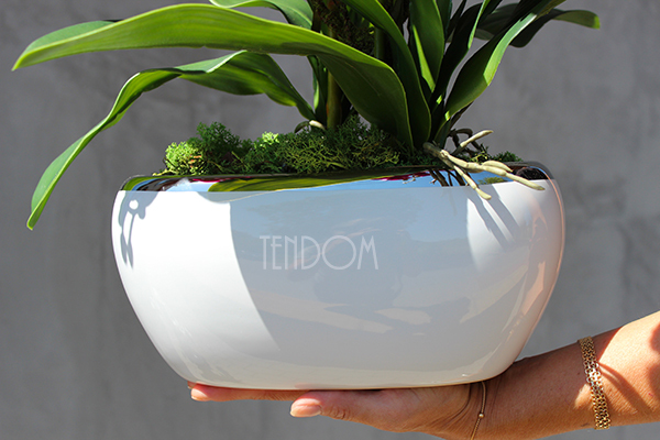 Glamour Fuksja, storczyk w białej podłużnej donicy, wys.65cm