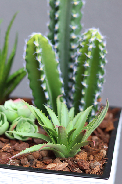 Minora, kompozycja z kaktusem w białej donicy, wys.85cm