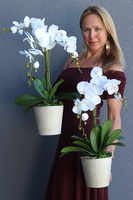 Kemina, stylowy storczyk w perłowo - złotej donicy, wys.60cm