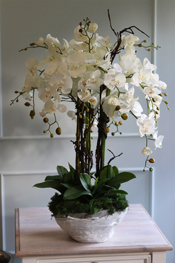 Belezza Saute, storczyk w stretchu do obsadzenia, wys.90cm