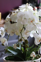 Julina White, storczyk w białej donicy, wys.50cm