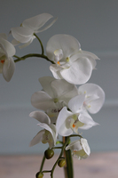 Conrado A, storczyk w stretchu do obsadzenia, wys.65cm 