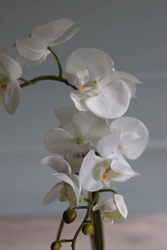 Conrado A, storczyk w stretchu do obsadzenia, wys.65cm 