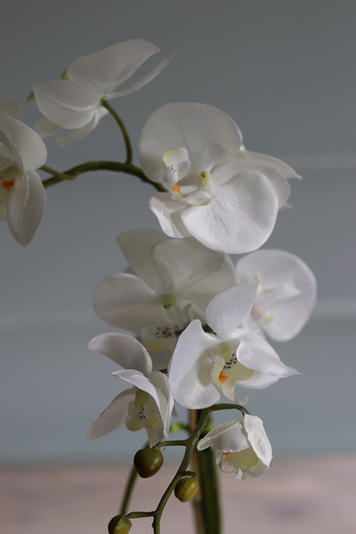 Conrado A, storczyk w stretchu do obsadzenia, wys.65cm 