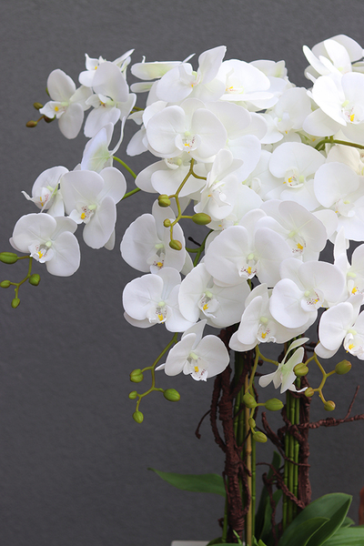 Camila Grande Fiberglass, duży biały storczyk w donicy, wys.152cm