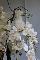 Belezza Saute, storczyk w stretchu do obsadzenia, wys.90cm