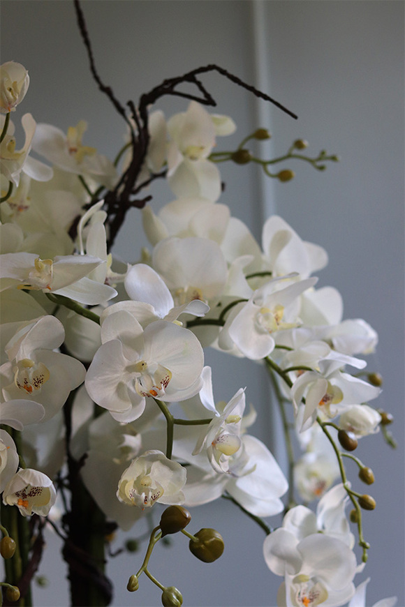 Belezza Saute, storczyk w stretchu do obsadzenia, wys.90cm