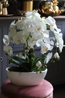 Julina White, storczyk w białej donicy, wys.50cm