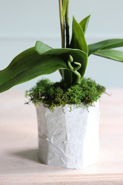 Conrado A, storczyk w stretchu do obsadzenia, wys.65cm 