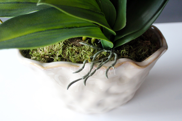 storczyk Fuksja Deco Patra w ceramicznej "pogniecionej" donicy, wys.55cm