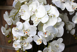 bardzo duży storczyk White Grande w donicy, wys.120cm