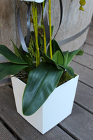 storczyk White House w minimalistycznej donicy, wys.70cm