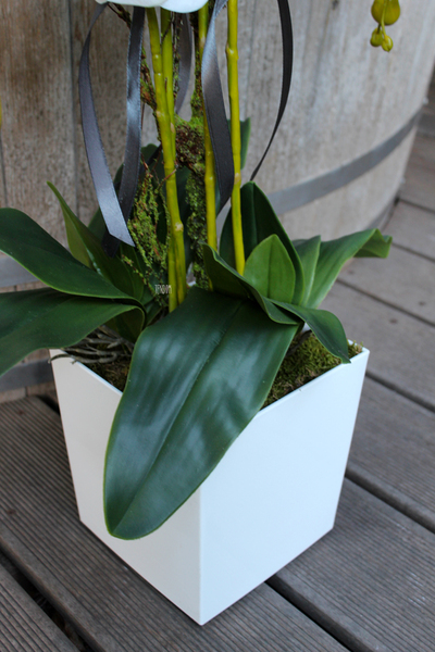 storczyk White House w minimalistycznej donicy, wys.70cm