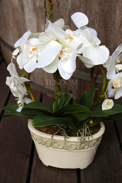 storczyk Renato w rustykalnej donicy w kolorze ecru, wys. ok. 50cm