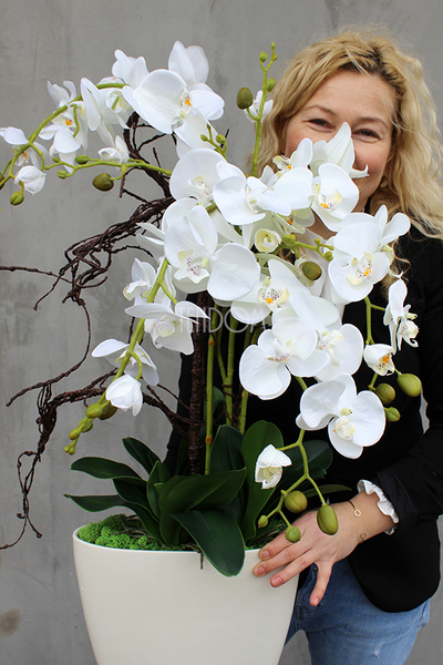 Exclusive Italy duży storczyk w eleganckiej donicy wys.87cm