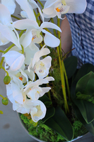 Silver Moon biały storczyk w biało-srebrnej donicy, wys.55cm