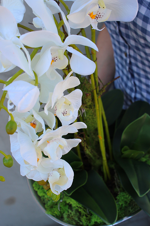 Silver Moon biały storczyk w biało-srebrnej donicy, wys.55cm