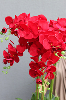 Grande Fiberglass Extra Czerwień, efektowny storczyk w czarnej donicy z fiberglass (połysk), wys.135cm 