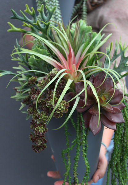 komplet Sukulentów Grey, 2 szt, wys.27cm