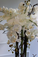 Belezza Saute, storczyk w stretchu do obsadzenia, wys.90cm