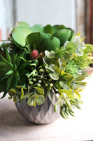 efektowna kompozycja sukulenty, Ferinato Silvera A, wys.19cm