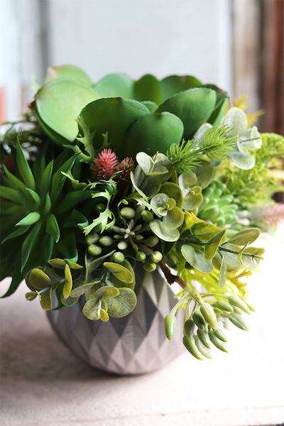 efektowna kompozycja sukulenty, Ferinato Silvera A, wys.19cm