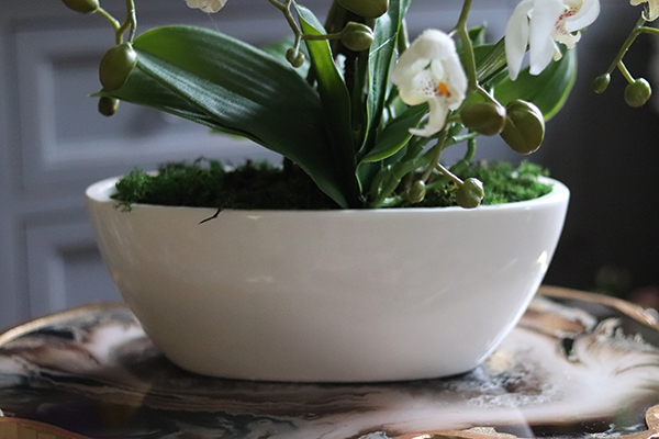 Julina White, storczyk w białej donicy, wys.50cm