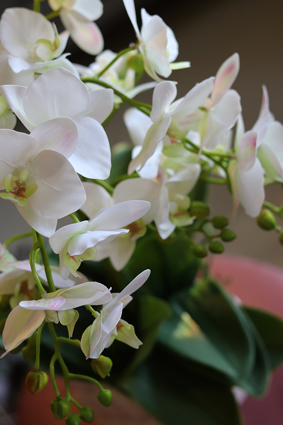 gumowy storczyk Monaco Glamour, wys.59cm