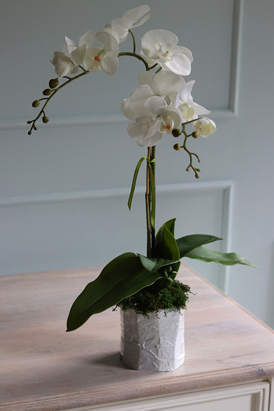 Conrado A, storczyk w stretchu do obsadzenia, wys.65cm 