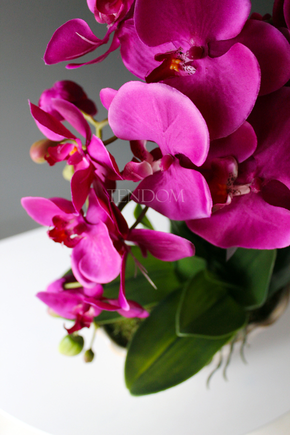 storczyk Fuksja Deco Patra w ceramicznej "pogniecionej" donicy, wys.55cm