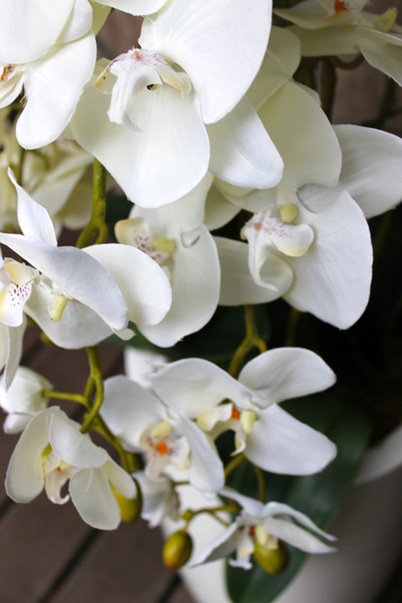 bardzo duży storczyk White Grande w donicy, wys.120cm