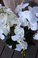 storczyk White House w minimalistycznej donicy, wys.70cm