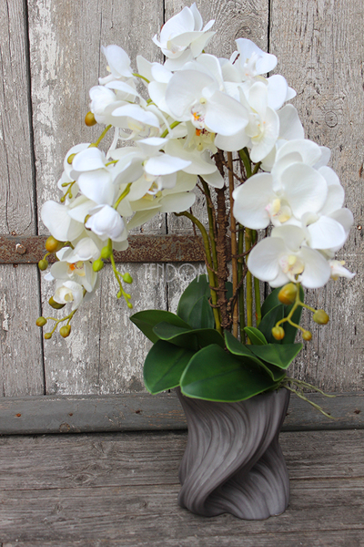 storczyk Fala w szarej donicy, wys.58cm 