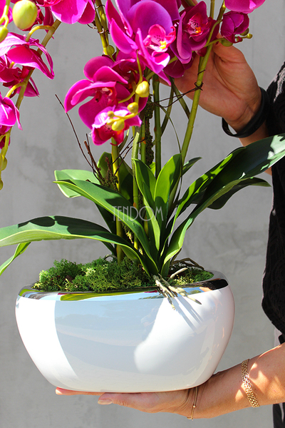 Glamour Fuksja, storczyk w białej podłużnej donicy, wys.65cm