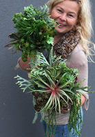 komplet Sukulentów Grey, 2 szt, wys.27cm