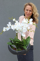 Kelona Antracyt, storczyk w oryginalnej antracytowej donicy, wys.54cm