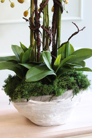 Belezza Saute, storczyk w stretchu do obsadzenia, wys.90cm