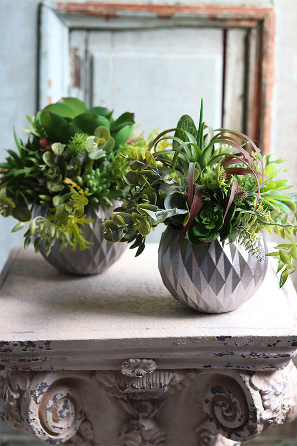 efektowna kompozycja sukulenty, Ferinato Silvera A, wys.19cm