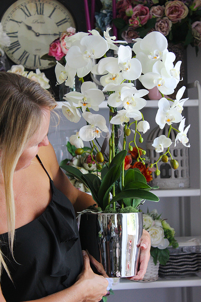 elegancki storczyk w srebrnej donicy Tacola, wys.67cm