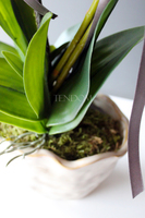 storczyk Fuksja Deco Patra w ceramicznej "pogniecionej" donicy, wys.55cm