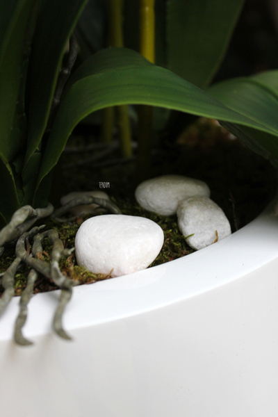 bardzo duży storczyk White Grande w donicy, wys.120cm