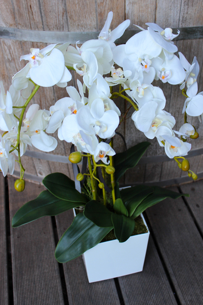 storczyk White House w minimalistycznej donicy, wys.70cm