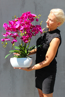 Glamour Fuksja, storczyk w białej podłużnej donicy, wys.65cm